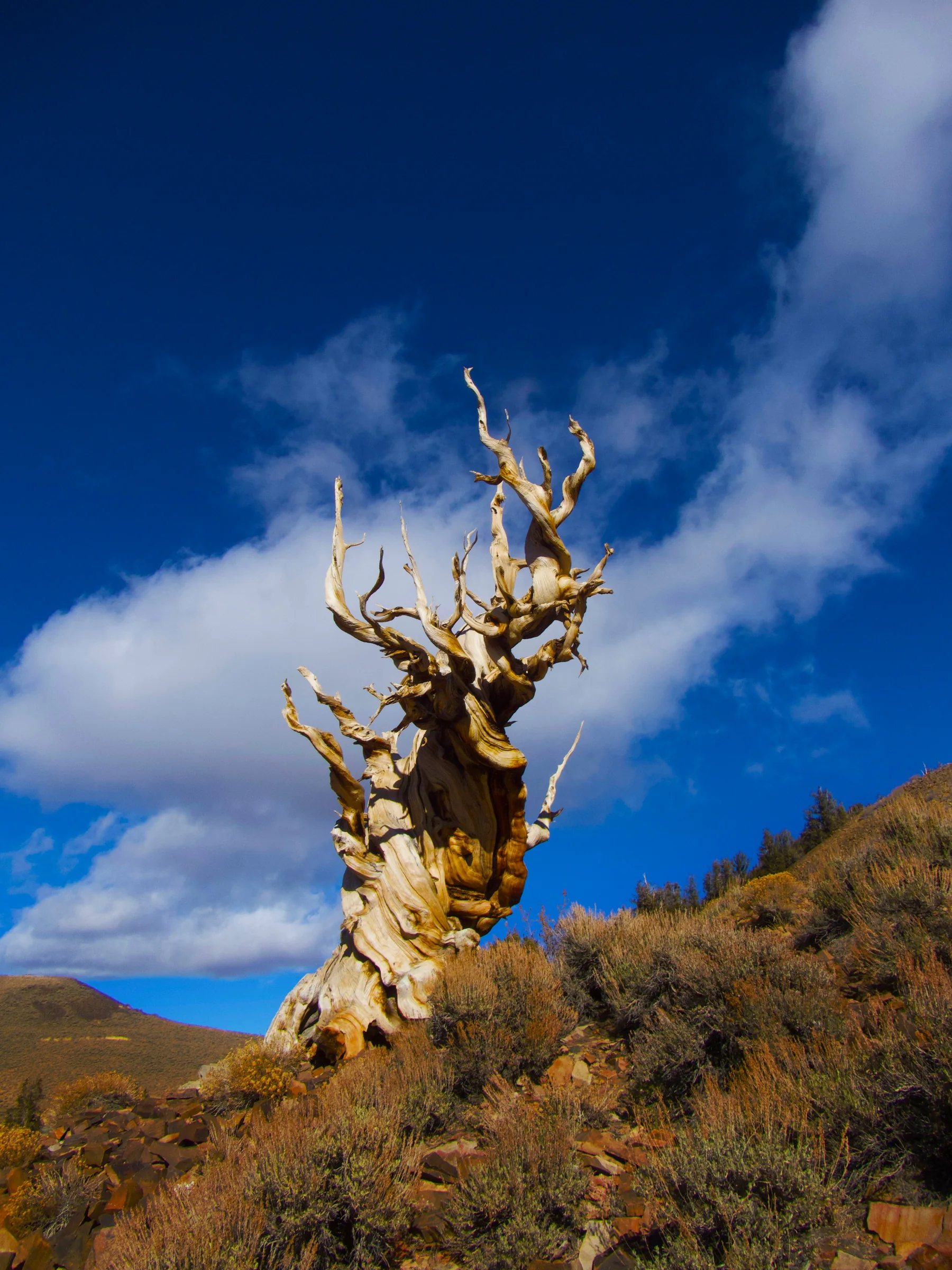 Great Basin bristlecone pine